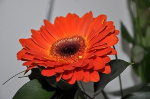 one brain_042